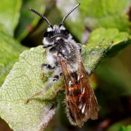 Bärenklau-Sandbiene