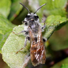 Bärenklau-Sandbiene