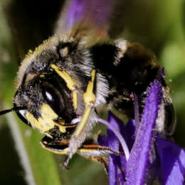 Garten-Harzbiene