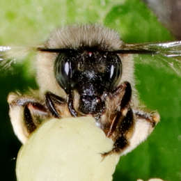 Frühlings-Pelzbiene