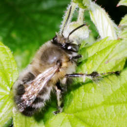 Frühlings-Pelzbiene