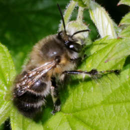 Frühlings-Pelzbiene