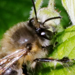 Frühlings-Pelzbiene