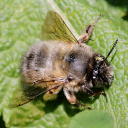 Frühlings-Pelzbiene