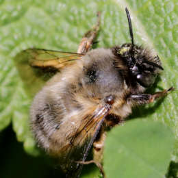 Frühlings-Pelzbiene