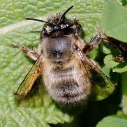 Frühlings-Pelzbiene