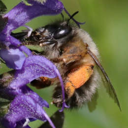 Frühlings-Pelzbiene