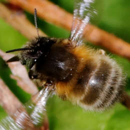 Frühlings-Pelzbiene