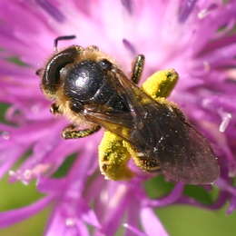 Gewöhnliche Schmalbiene