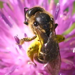 Gewöhnliche Schmalbiene