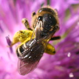 Gewöhnliche Schmalbiene