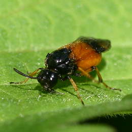 Bürstenhorn-Blattwespe