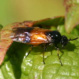 Bürstenhorn-Blattwespe