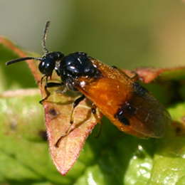 Bürstenhorn-Blattwespe