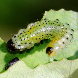 Breitfüßige Erlenblattwespe