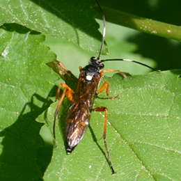 Vierfleck-Höhlenschlupfwespe