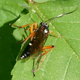 Vierfleck-Höhlenschlupfwespe