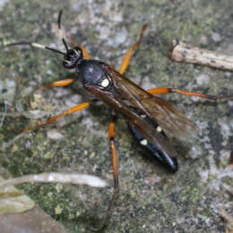 Vierfleck-Höhlenschlupfwespe