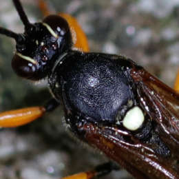 Vierfleck-Höhlenschlupfwespe