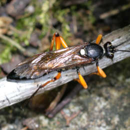 Vierfleck-Höhlenschlupfwespe