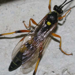 Vierfleck-Höhlenschlupfwespe