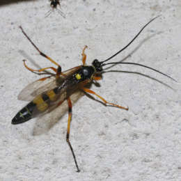 Vierfleck-Höhlenschlupfwespe