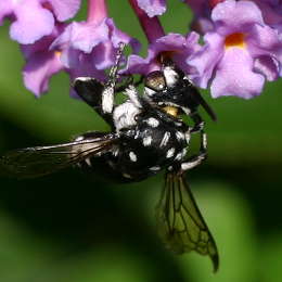 Fleckenbiene