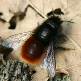 Gehörnte Mauerbiene