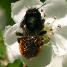 Gehörnte Mauerbiene