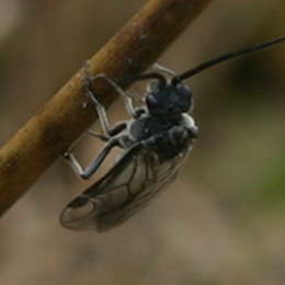 Schwarze Getreideblattwespe