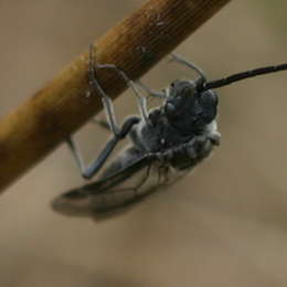 Schwarze Getreideblattwespe