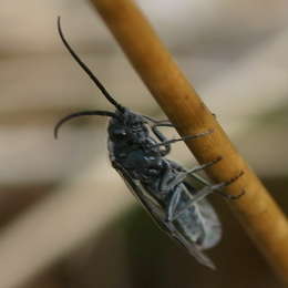 Schwarze Getreideblattwespe