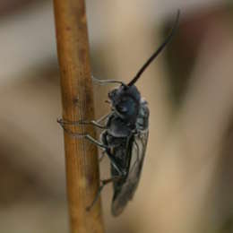 Schwarze Getreideblattwespe