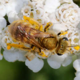 Goldglänzende Furchenbiene