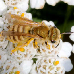 Goldglänzende Furchenbiene