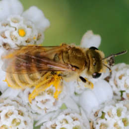 Goldglänzende Furchenbiene