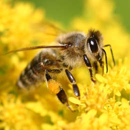 Honigbiene
