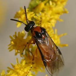 Kohlrüben-Blattwespe