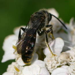 Gewöhnliche Schmalbiene