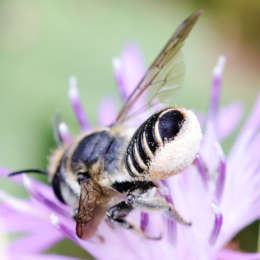 Luzerne-Blattschneiderbiene