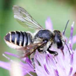 Luzerne-Blattschneiderbiene
