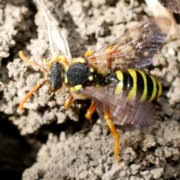 Wespenbiene