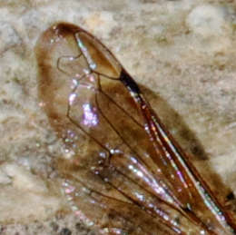 Gemeine Schornsteinwespe