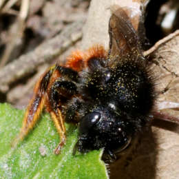 Gehörnte Mauerbiene