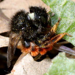 Gehörnte Mauerbiene