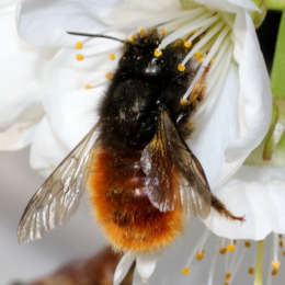 Gehörnte Mauerbiene