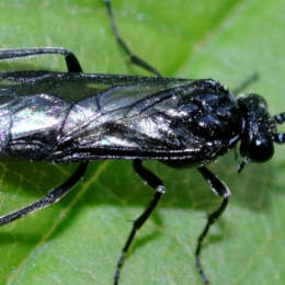 Salomonssiegel-Blattwespe