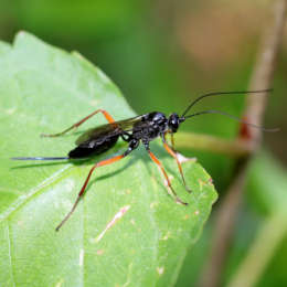 Schwarze Schlupfwespe