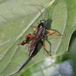 Schwarze Schlupfwespe