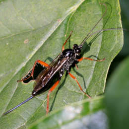 Schwarze Schlupfwespe